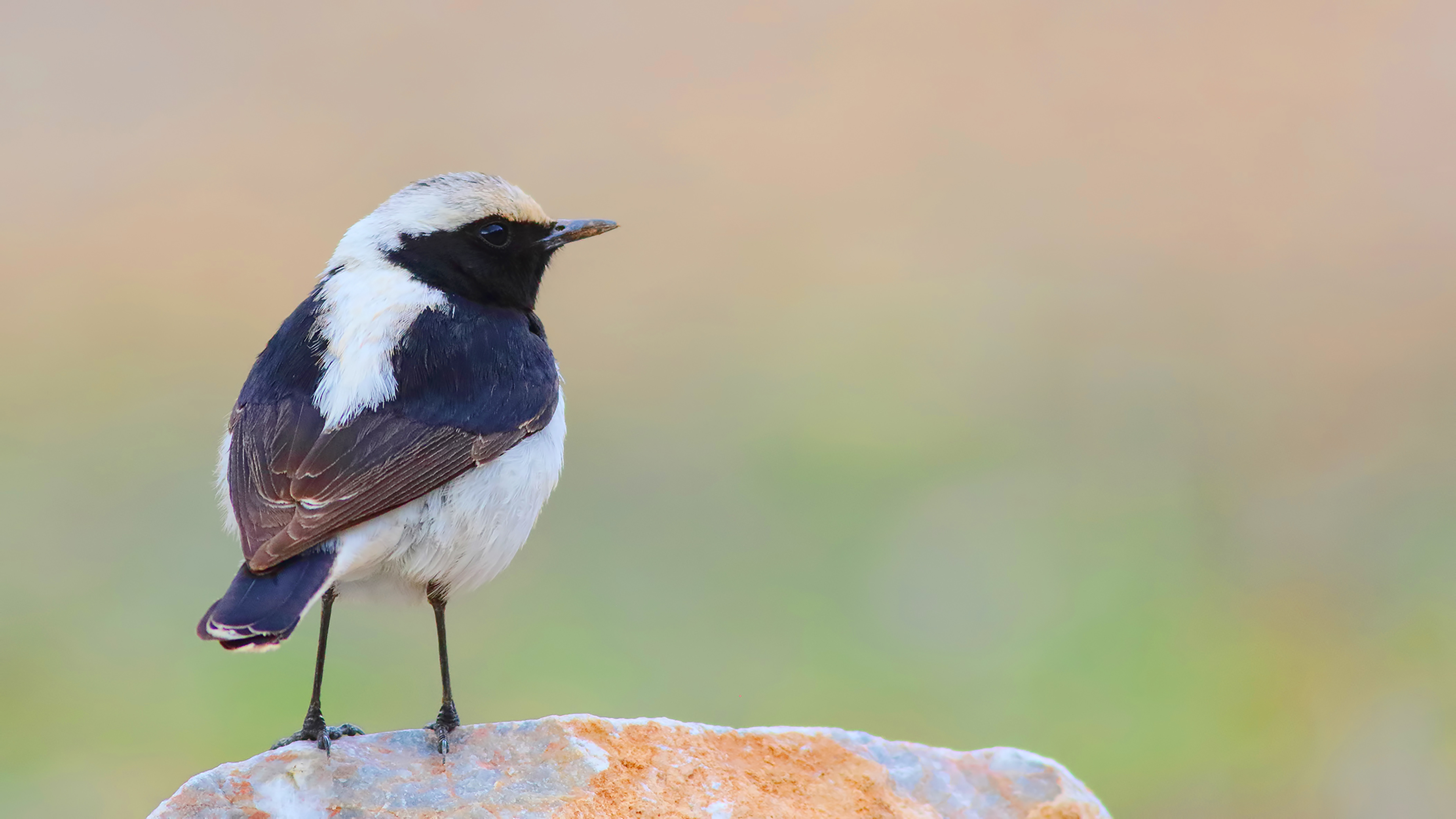 Finsch's Wheatear